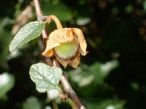 Fremontodendron californicum Fruit